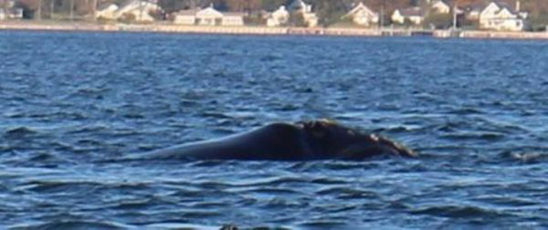 A rare North Atlantic right whale was sighted in Greenport Thursday. (Credit: Riverhead Foundation for Marine Research and Preservation)