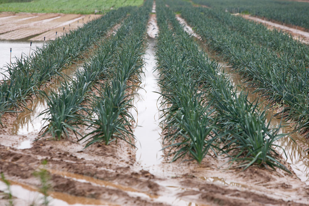 Flooded field on Wells Road in Peconic. (Credit: Katharine Schroeder)