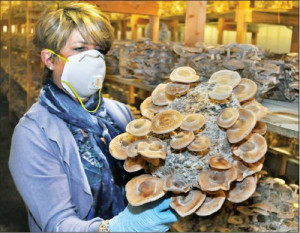 Mushrooms in Cutchogue