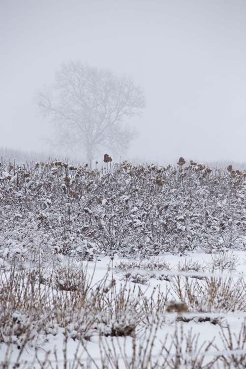 KATHARINE SCHROEDER PHOTO | A large tree is barely visible in the blowing snow behind a field on New Suffolk Road in Cutchogue.