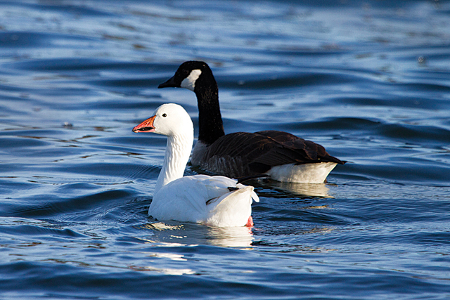 A snow goose with a Canada goose. (Credit: Chris Paparo)