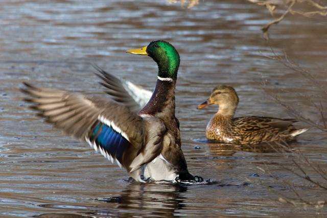A mallard drake and hen. (Credit: Chris Paparo)