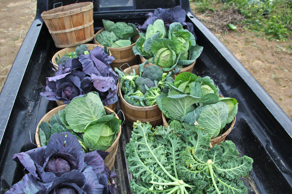 Produce starts to pile up.