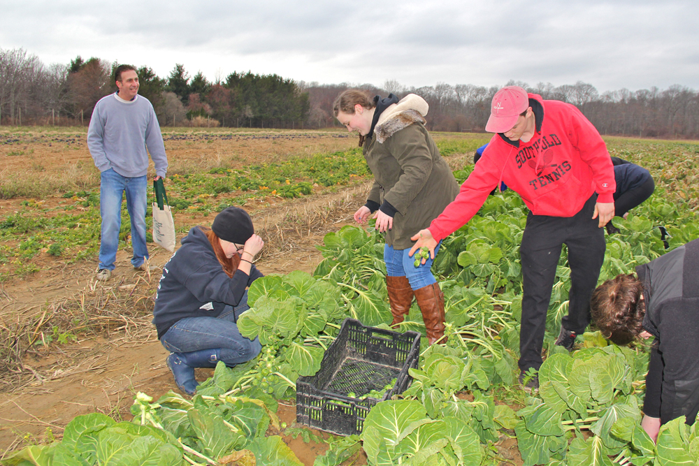 Gathering brussels sprouts.
