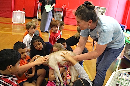 Debbie Slack, of Catapano Dairy Farm, introduces a 10 day old goat to Southold Elementary School students. (Carrie Miller photos)