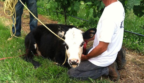This cow escaped Breeze Hill Farm Wednesday. (Photo credit: Gillian Pultz)