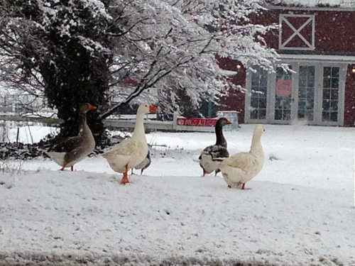 ducks