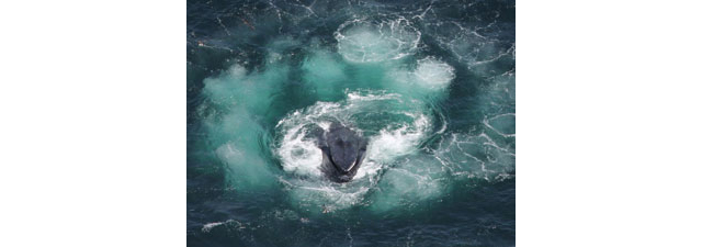Bubble rings. Image collected under MMPA research permit number 775-1875. Credit: NOAA/NEFSC/Christin Khan