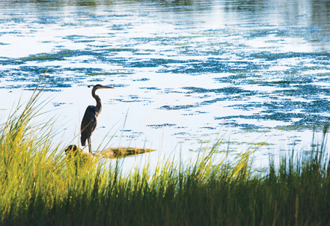 KATHARINE SCHROEDER PHOTOA grey heron basks in the sun at a creek in Southold.