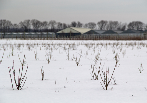 Growth at some of the Sound Avenue farms can be seen through the snow. (Carrie Miller Photo)
