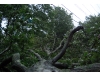 Hurricane Irene strikes the North Shore
