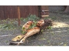 Reader photos from Tropical Storm Irene
