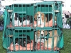 Riverhead Kennel Club Dog Show