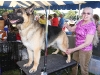 Riverhead Kennel Club Dog Show