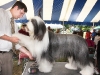 Riverhead Kennel Club Dog Show