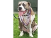 Riverhead Mardi Gras Fest
