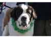 Cutchogue St. Patrick's Day Parade