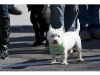 Cutchogue St. Patrick's Day Parade