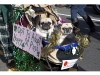 Cutchogue St. Patrick's Day Parade