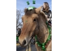 Cutchogue St. Patrick's Day Parade