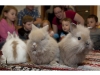 Easter, Palm Sunday events on the North Fork