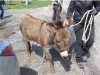 Easter, Palm Sunday events on the North Fork