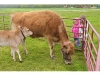 Farm life