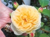 BARBARAELLEN KOCH PHOTO