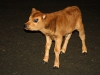 Baby Cornelia