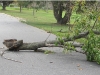 Around town after Sandy
